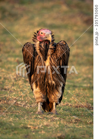 Lappet-faced vulture stands on grass watching camera 105793060