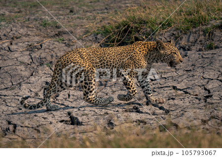 Leopard cub crosses dried-up riverbed raising foot Leopard cub crosses dried-up riverbed raising foot 105793067