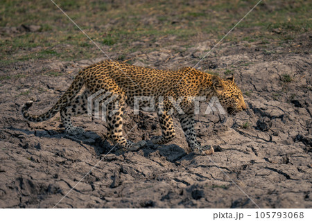 Leopard cub crosses dried-up riverbed raising paw 105793068