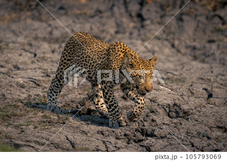 Leopard cub crosses dry mud lifting foot Leopard cub crosses dry mud lifting foot 105793069
