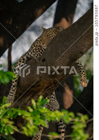 Leopard lies asleep in tree straddling branch Leopard lies asleep in tree straddling branch 105793087