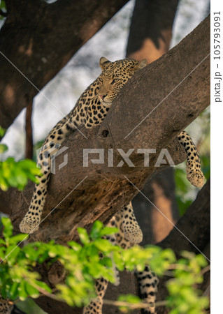 Leopard lies in tree straddling thick branch Leopard lies in tree straddling thick branch 105793091