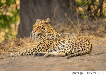 Leopard lies on bare ground turning head Leopard lies on bare ground turning head 105793092