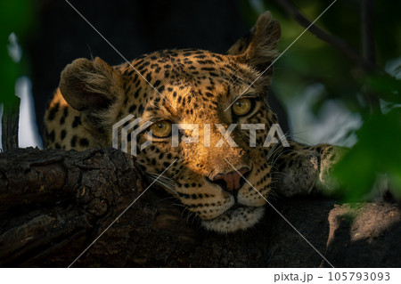 Leopard lies on branch in golden light 105793093