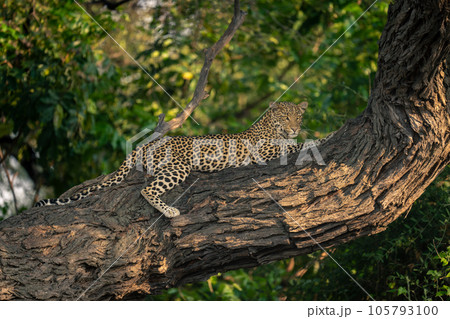 Leopard lies on horizontal branch staring down Leopard lies on horizontal branch staring down 105793100