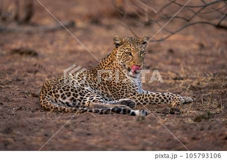 Leopard lies on sandy ground licking lip 105793106
