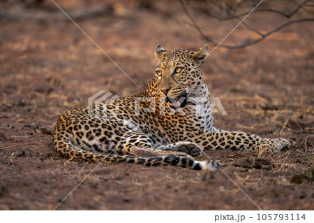 Leopard lies on sandy ground opening mouth Leopard lies on sandy ground opening mouth 105793114