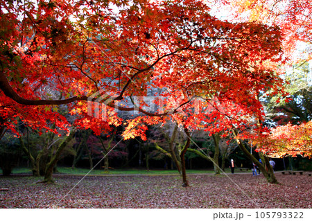 福岡県の紅葉名所　秋月城跡周辺の紅葉の風景 105793322