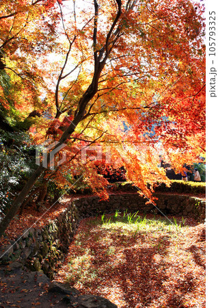福岡県の紅葉名所　秋月城跡周辺の紅葉の風景 105793325