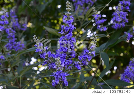 セイヨウニンジンボク ブルーディドレ 105793349