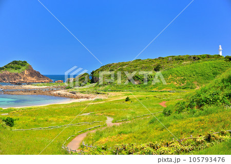 伊豆半島・南伊豆・爪木崎・海岸沿い、山肌の水仙の群生地の脇を進む遊歩道の眺め・静岡県下田市(1) 105793476