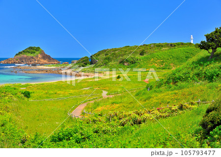 伊豆半島・南伊豆・爪木崎・海岸沿い、山肌の水仙の群生地の脇を進む遊歩道の眺め・静岡県下田市(2) 105793477