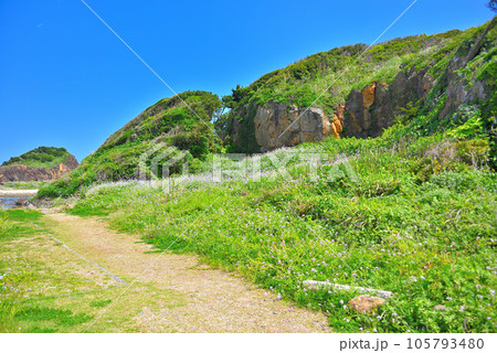 伊豆半島・南伊豆・爪木崎・四季を通じて花と南国の海岸散歩を楽しめる遊歩道・静岡県下田市(1) 105793480