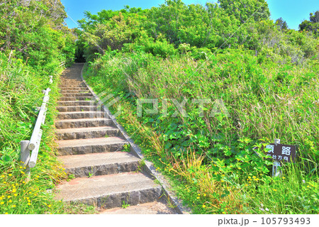 伊豆半島・南伊豆・爪木崎・四季を通じて花と南国の海岸散歩を楽しめる遊歩道・静岡県下田市(9) 105793493