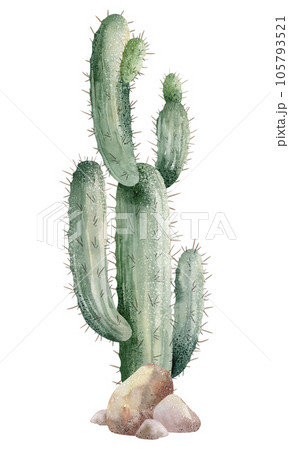 Watercolor illustration of a cactus isolated on a white background. Hand painted illustration Watercolor illustration of a cactus isolated on a white background. Hand painted illustration 105793521