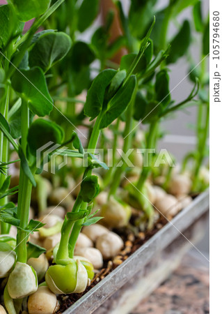 Fresh micro greens growing peas sprouts for healthy salad. Fresh natural organic product 105794680