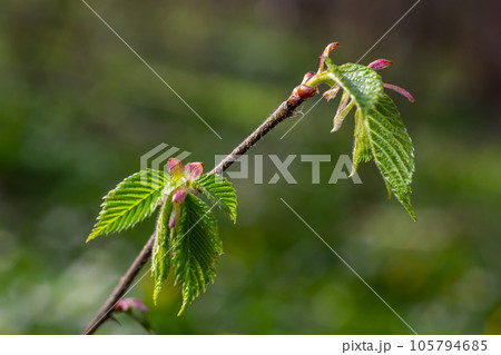 Big green buds branches. Young green leaves coming out from thick green buds. branches with new 105794685