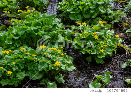 In spring, caltha palustris grows in the moist alder forest. Early spring, wetlands, flooded forest In spring, caltha palustris grows in the moist alder forest. Early spring, wetlands, flooded forest 105794692
