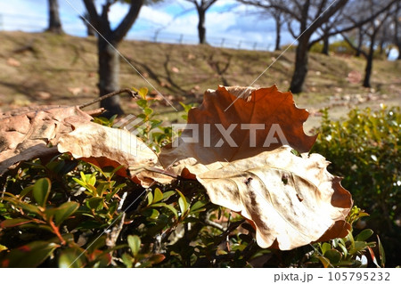 プラタナス（鈴掛の木）の落葉 105795232