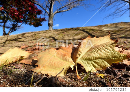 プラタナス(鈴掛の木)の落葉 プラタナス(鈴掛の木)の落葉 105795233