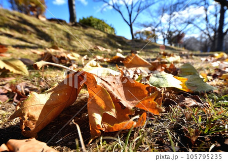 プラタナス（鈴掛の木）の落葉 105795235