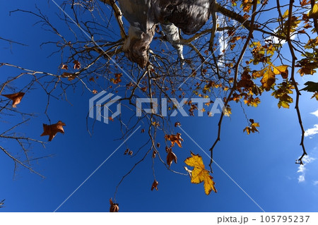 プラタナスの木(鈴掛の木) プラタナスの木(鈴掛の木) 105795237