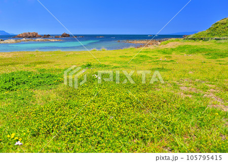 伊豆半島・南伊豆・爪木崎・南国ムード漂う緑と花の美しい浜、池ノ段ビーチ・静岡県下田市(6) 105795415