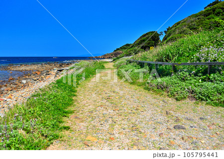 伊豆半島・南伊豆・爪木崎・美しい浜、池ノ段ビーチを眺めながら歩ける遊歩道・静岡県下田市(3) 伊豆半島・南伊豆・爪木崎・美しい浜、池ノ段ビーチを眺めながら歩ける遊歩道・静岡県下田市(3) 105795441