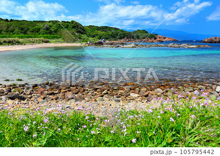 伊豆半島・南伊豆・爪木崎・花と緑と透明な海が広がる美しい池ノ段ビーチの眺め・静岡県下田市(1) 105795442