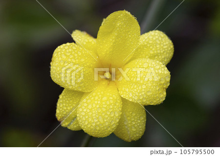 Primrose Jasmine or Jasminum mesnyi, bright yellow flowers, close up. Japanese or Chinese jasmines is woody vine, deciduous shrub, evergreen Primrose Jasmine or Jasminum mesnyi, bright yellow flowers, close up. Japanese or Chinese jasmines is woody vine, deciduous shrub, evergreen 105795500