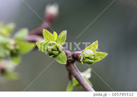 Tree buds in spring. Young large buds on branches against blurred background under the bright sun. Beautiful Fresh spring Natural background. 105795512