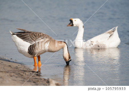 Swan goose are finding food in the water and white goose is floating on the water.Selective focus. 105795933