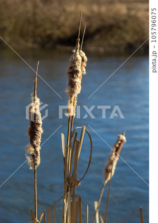 Cattails bulrush Typha latifolia beside river. Closeup of blooming cattails during early spring snowy background. Flowers and seed heads of fluffy cattail 105796075
