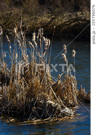 Cattails bulrush Typha latifolia beside river. Closeup of blooming cattails during early spring snowy background. Flowers and seed heads of fluffy cattail 105796076