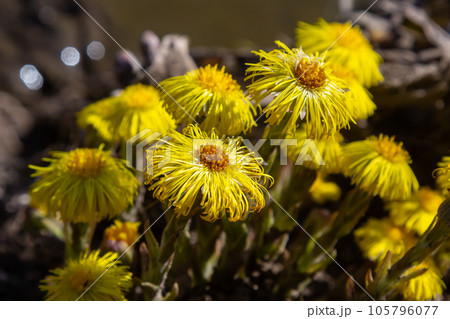 Tussilago farfara, commonly known as coltsfoot is a plant in the groundsel tribe in the daisy family Asteraceae. Flowers of a plant on a spring sunny day Tussilago farfara, commonly known as coltsfoot is a plant in the groundsel tribe in the daisy family Asteraceae. Flowers of a plant on a spring sunny day 105796077