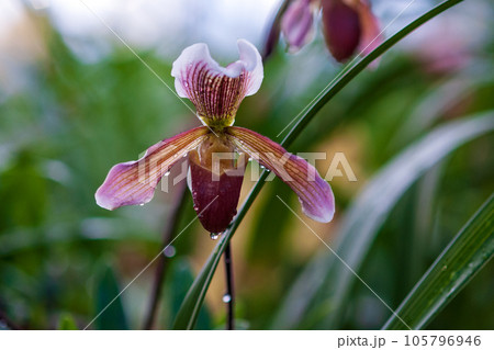 Lady Slipper orchid flower (Paphiopedilum ) or Venus slipper, closeup 105796946