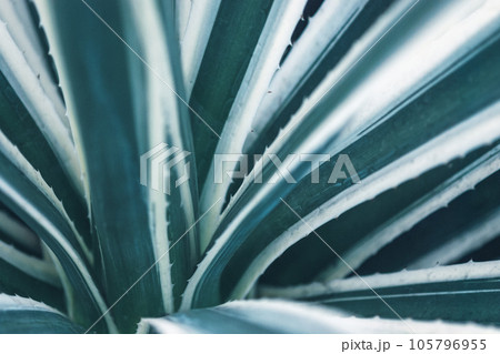 Blue stripes agave leaves (Caribbean Agave), closeup photograph Blue stripes agave leaves (Caribbean Agave), closeup photograph 105796955