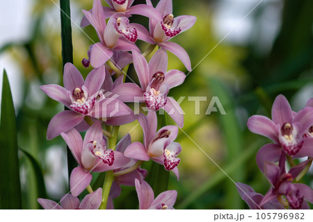 Pink orchid flowers (Cymbidium or boat orchid) against blurred botanical garden, stock photo 105796982