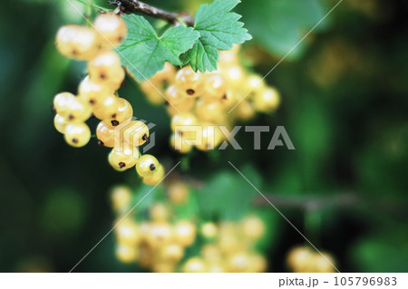 White currant ripening on a bush in summer garden 105796983