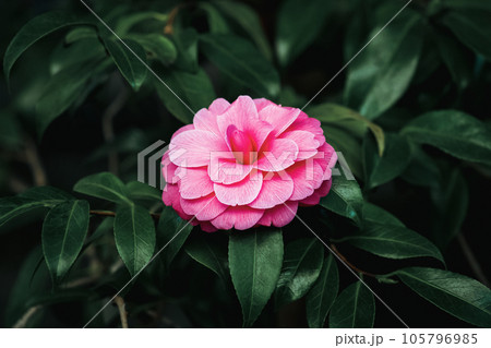 Japanese camellia (Camellia Japonica L.) formal double pink flower on a tree Japanese camellia (Camellia Japonica L.) formal double pink flower on a tree 105796985