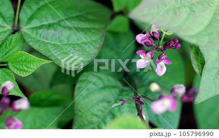 Phaseolus vulgaris L. blooming with small purple flowers, garden bean plants, top view Phaseolus vulgaris L. blooming with small purple flowers, garden bean plants, top view 105796990