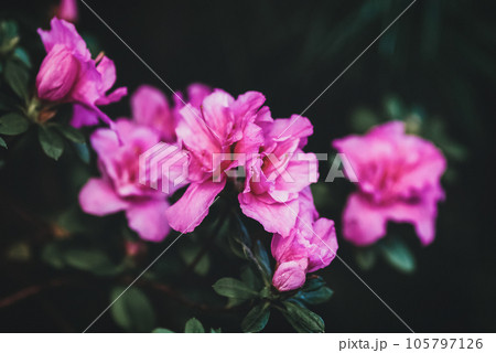 Azalea pink flowering plant on dark background Azalea pink flowering plant on dark background 105797126