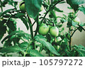 Green tomatoes growing on the tomato plant, fruit inception 105797272