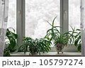 Houseplants growing on windowsill in winter season against trees in snow behind the window 105797274