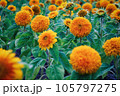 Garden orange sunflowers flowering - Helianthus annuus 105797275