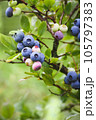 Blue huckleberry bush Vaccinium corymbosum ripening berries blueberry plant in garden vertical shot 105797383