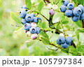 Vaccinium corymbosum blue huckleberry bush ripening berries blueberry plant in garden vertical shot 105797384