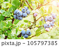 Blueberry growing in the sun Vaccinium plant in garden ripening blueberries on bush closeup 105797385