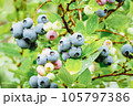 Blueberry plants cultivated in garden Vaccinium angustifolium ripening lowbush blueberries closeup 105797386