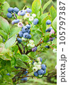 Low bush blueberry Vaccinium angustifolium plant cultivated in garden ripening lowbush blueberries after rain 105797387
